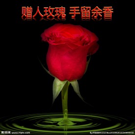 玫瑰