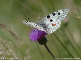 阿波罗绢蝶