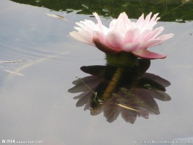 王莲花开