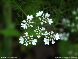 芫荽花