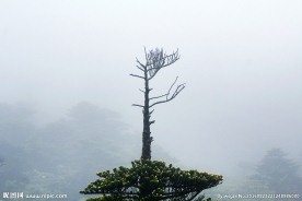 高山雾松