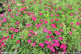 蝶花