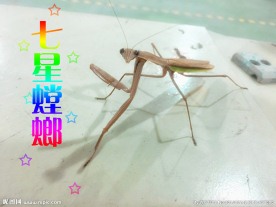 七星螳螂