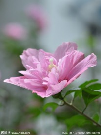 木槿