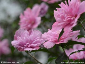 木槿