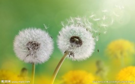 蒲公英