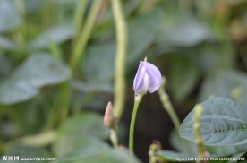 蚕豆花