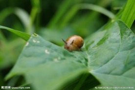 蜗牛
