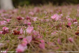 红梅落花