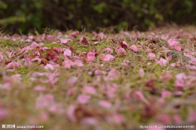 红梅落花