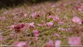 红梅落花