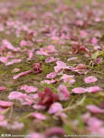 红梅落花
