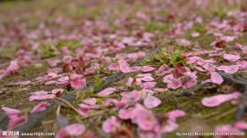 红梅落花