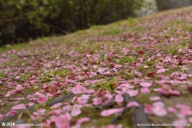 红梅落花