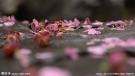 红梅落花