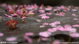 红梅落花