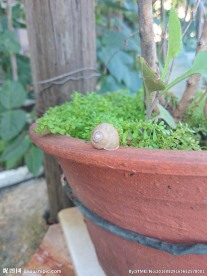 蜗牛壳