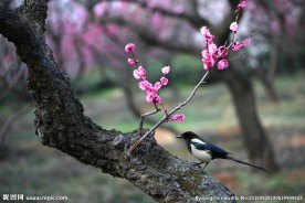 喜鹊登梅