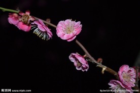红梅花开