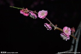 红梅花开