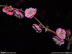 红梅花开