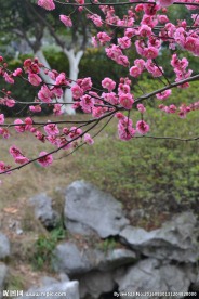 红梅花开