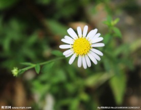 小菊花