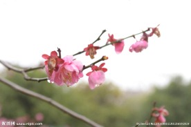红梅花开
