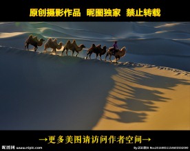 夕阳驼影