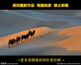 金色沙漠中的骆驼队