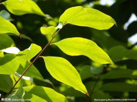 树叶藤叶