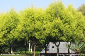 行道树