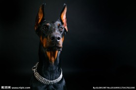 杜宾犬摄影