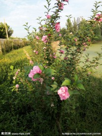 花树