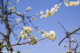 李子花
