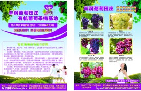 葡萄园DM单