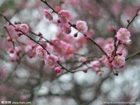 红梅花开