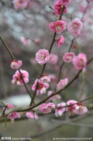 红梅花开