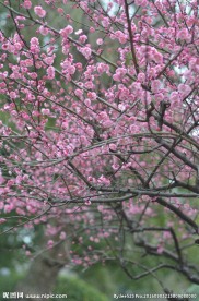 红梅花开