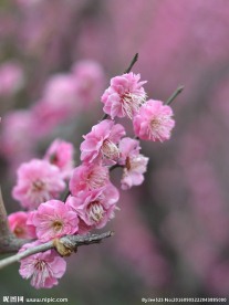 红梅花开