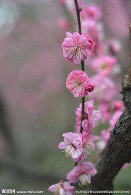 红梅花开