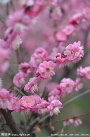 红梅花开