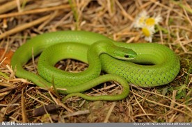 绿色蛇