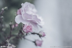 粉色花