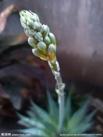 花苞