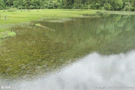 芦苇海