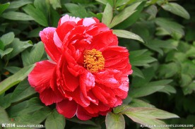 高清红牡丹花