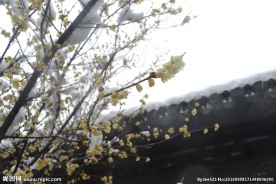 雪中腊梅