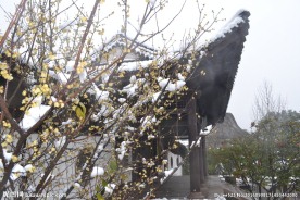 雪中腊梅