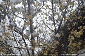 雪中腊梅